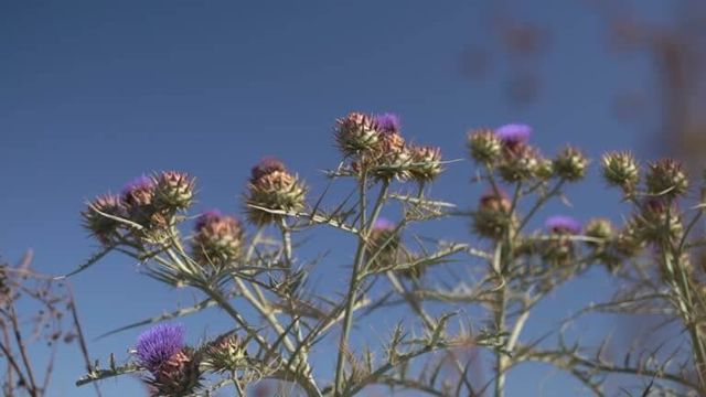 가시엉겅퀴 효능 및 부작용과 가시엉겅퀴 글루코사민 크림 효과