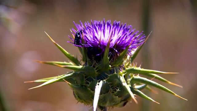가시엉겅퀴 효능 및 부작용과 가시엉겅퀴 글루코사민 크림 효과