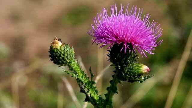 가시엉겅퀴 효능 및 부작용과 가시엉겅퀴 글루코사민 크림 효과