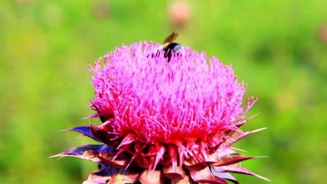 가시엉겅퀴 효능 및 부작용과 가시엉겅퀴 글루코사민 크림 효과