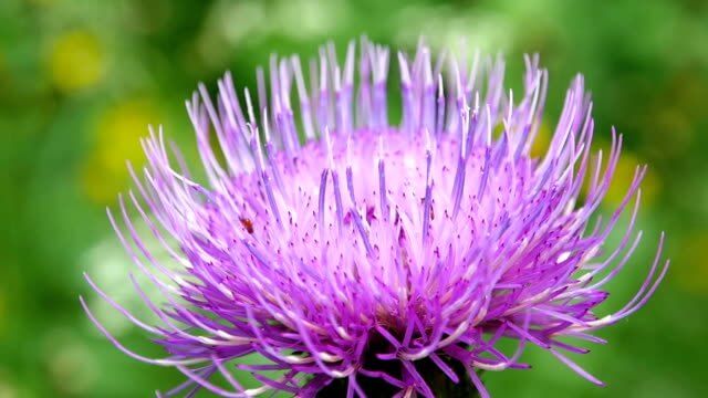 가시엉겅퀴 효능 및 부작용과 가시엉겅퀴 글루코사민 크림 효과