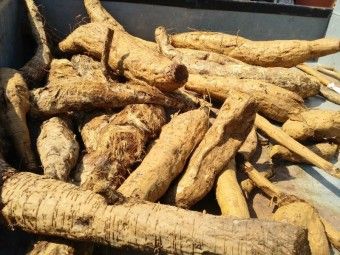 이 이미지는 칡즙 효능에 대한 포스팅을 설명하기 위한 참고 사진입니다.