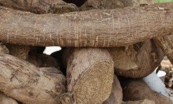 이 이미지는 칡즙 효능에 대한 포스팅을 설명하기 위한 참고 사진입니다.