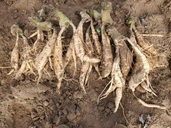 이 이미지는 칡즙 효능에 대한 포스팅을 설명하기 위한 참고 사진입니다.