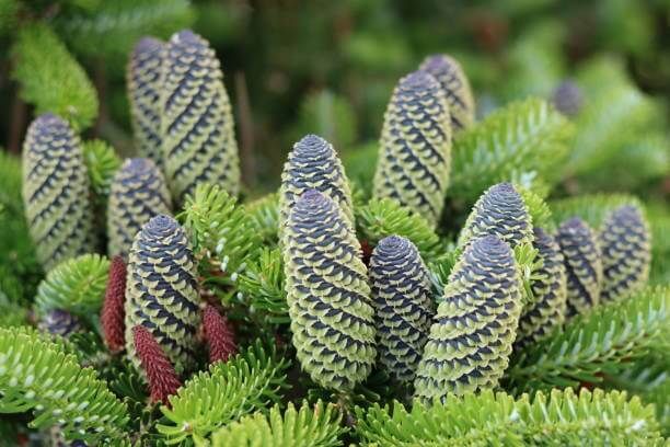 이 이미지는 솔순에 관한 포스팅을 설명하기 위한 참고 사진입니다.