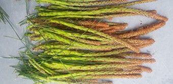 이 이미지는 솔순에 관한 포스팅을 설명하기 위한 참고 사진입니다.