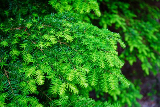 이 이미지는 솔순에 관한 포스팅을 설명하기 위한 참고 사진입니다.