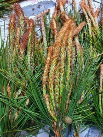 이 이미지는 솔순에 관한 포스팅을 설명하기 위한 참고 사진입니다.