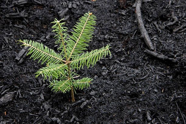 이 이미지는 솔순에 관한 포스팅을 설명하기 위한 참고 사진입니다.