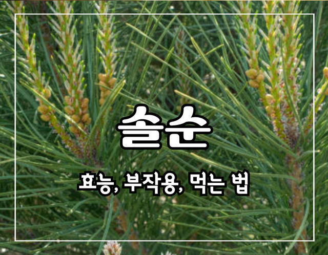 이 이미지는 솔순에 관한 포스팅의 대표 이미지입니다.