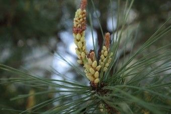 이 이미지는 솔순에 관한 포스팅을 설명하기 위한 참고 사진입니다.