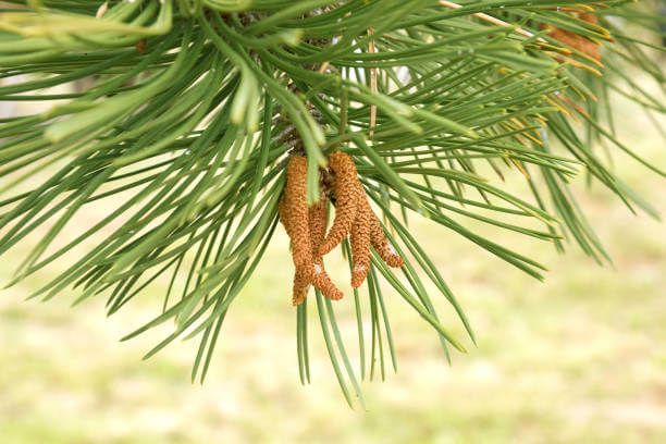 이 이미지는 솔순에 관한 포스팅을 설명하기 위한 참고 사진입니다.