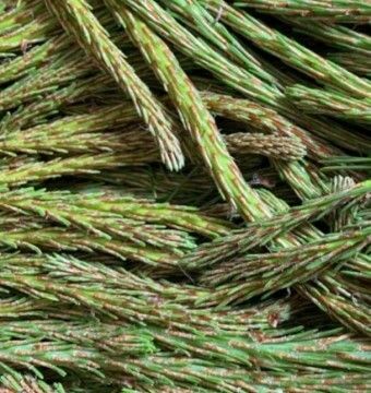 이 이미지는 솔순에 관한 포스팅을 설명하기 위한 참고 사진입니다.