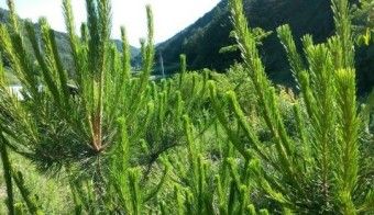 이 이미지는 솔순에 관한 포스팅을 설명하기 위한 참고 사진입니다.