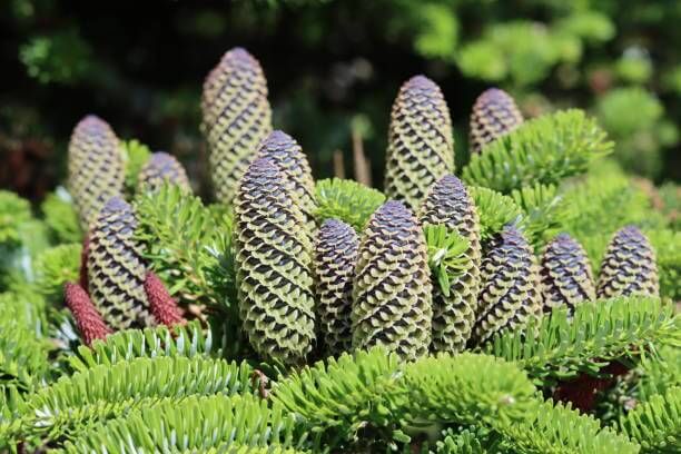 이 이미지는 솔순에 관한 포스팅을 설명하기 위한 참고 사진입니다.