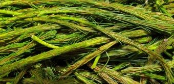 이 이미지는 솔순에 관한 포스팅을 설명하기 위한 참고 사진입니다.