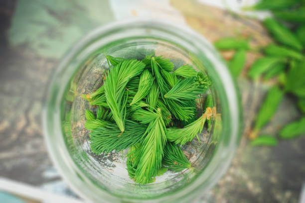 이 이미지는 솔순에 관한 포스팅을 설명하기 위한 참고 사진입니다.