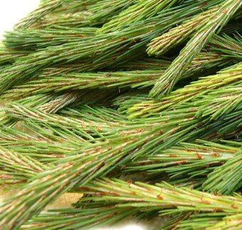 이 이미지는 솔순에 관한 포스팅을 설명하기 위한 참고 사진입니다.