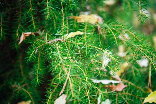 이 이미지는 솔순에 관한 포스팅을 설명하기 위한 참고 사진입니다.