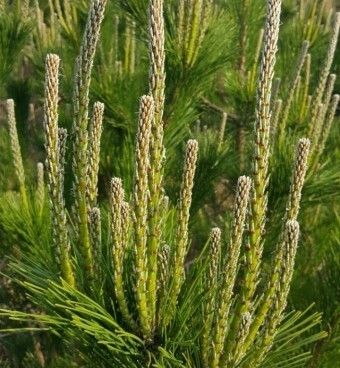 이 이미지는 솔순에 관한 포스팅을 설명하기 위한 참고 사진입니다.