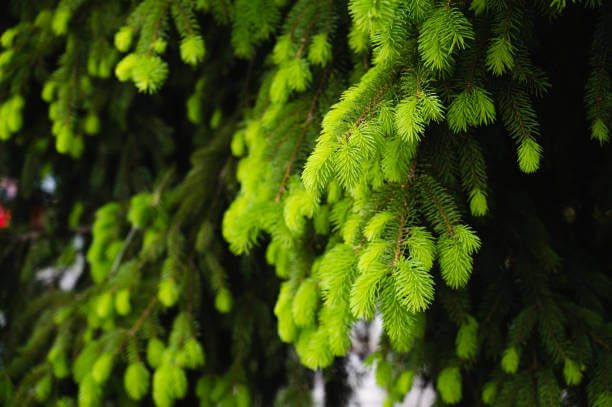 이 이미지는 솔순에 관한 포스팅을 설명하기 위한 참고 사진입니다.