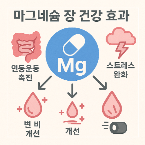 마그네슘 장 건강 효과 이미지