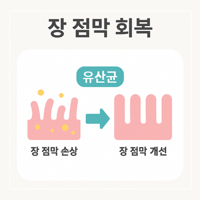 장 점막 손상 → 회복 흐름을 도식화한 시각 자료