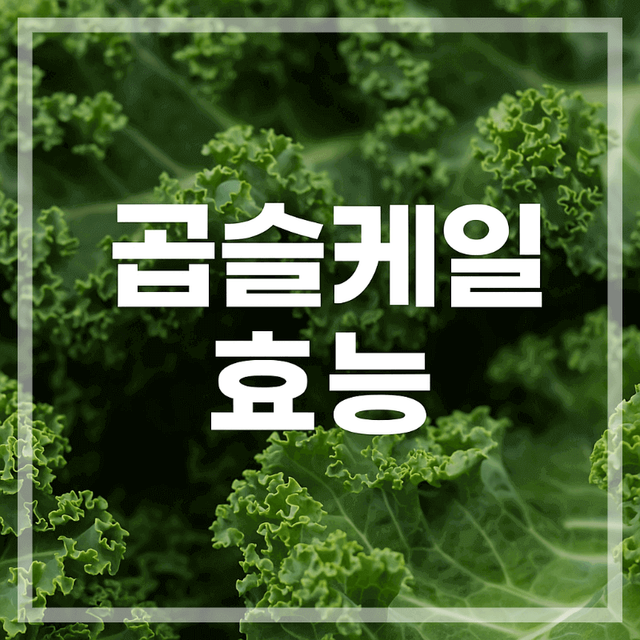 곱슬케일 효능과 섭취 효과