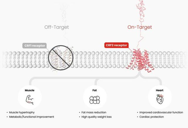 HM17321은 CRF2&nbsp;수용체(On-Target)에만 선택적으로 작용해 근육 증가와 지방 감소를 동시에 유도하는 점이 특징이다.&nbsp;이를 통해 근육 증대와 대사·기능 개선,&nbsp;양질의 체중 감량,&nbsp;심혈관 개선 효과를 동시에 기대할 수 있다.