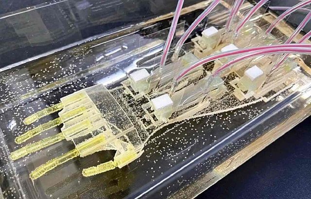 사진 : 도쿄대·와세다대 연구팀이 개발한 바이오하이브리드 로봇 손 (출처=도쿄대학교)