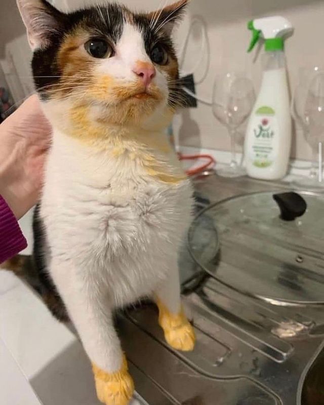 16975872046937.jpeg