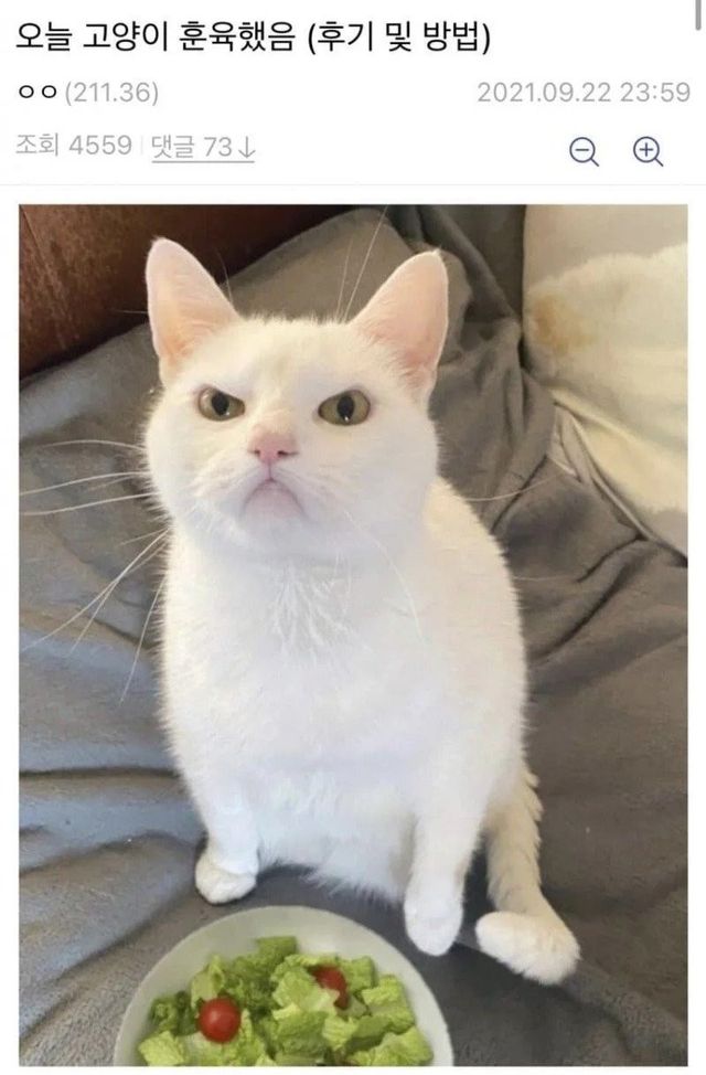 17337962853109.jpeg