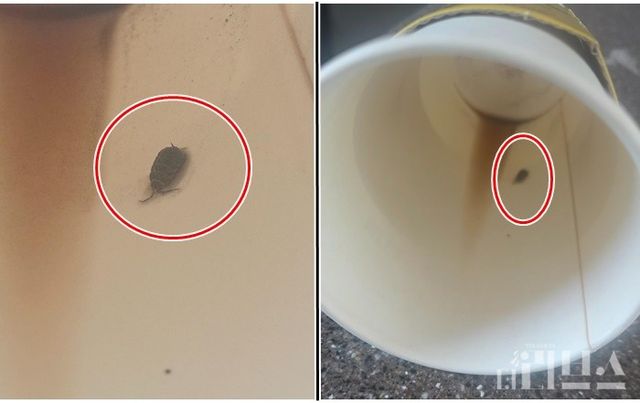 취재원 A씨는 메가커피에서 벌레가 나왔다고 주장했다. [사진=제보자 제공]