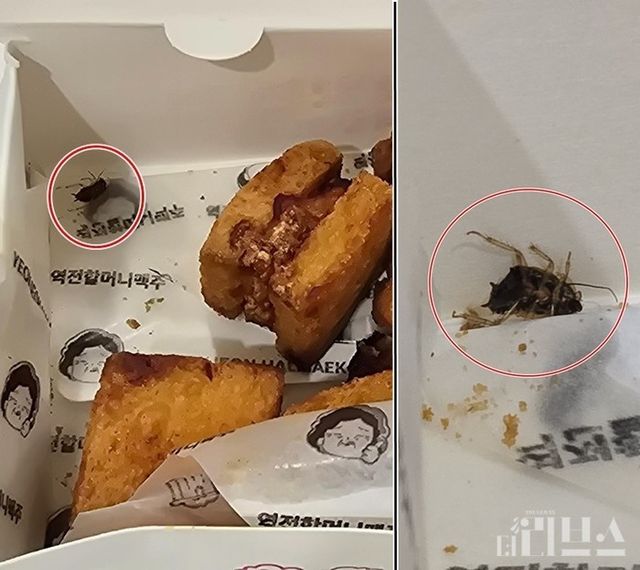 제보자 A씨는 역전할머니맥주의 주문 요리에서 같이 튀겨진 듯한 바퀴벌레를 발견했다고 주장했다. [사진=제보자 제공]