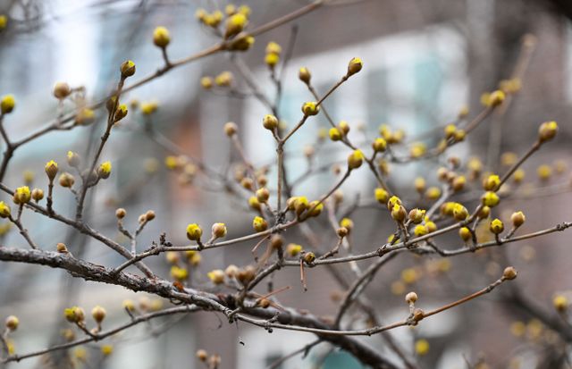 [포토] 서울의 봄