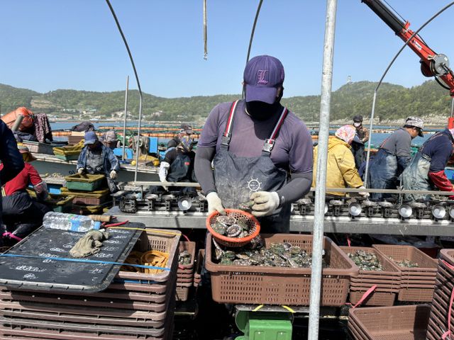 전남 완도 망남리 전복 가두리 양식장