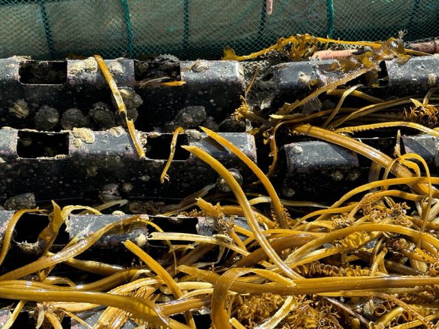 전남 완도 망남리 전복 양식장