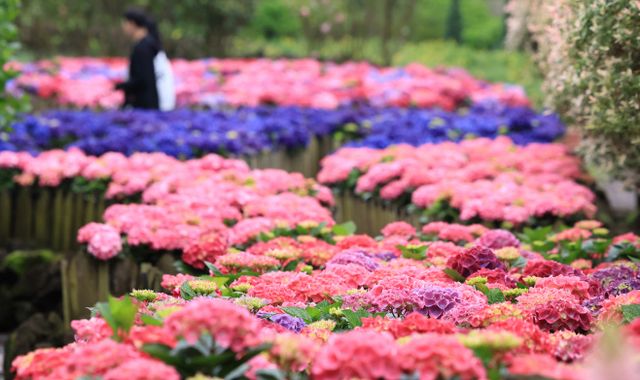수국의 계절이 왔다<YONHAP NO-2471>