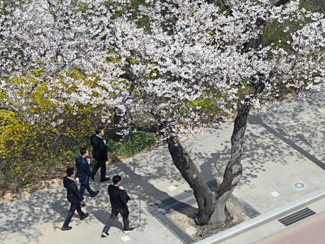 여의도 봄꽃축제 교통통제 연장