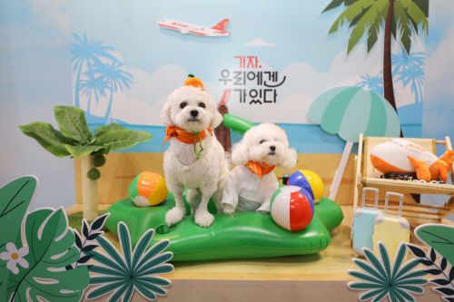 제주항공, 親반려동물 항공사 “나야 나” (4)
