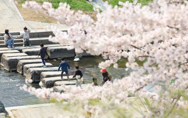 벚꽃 만개한 양재천<YONHAP NO-1834>