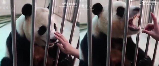 푸바오