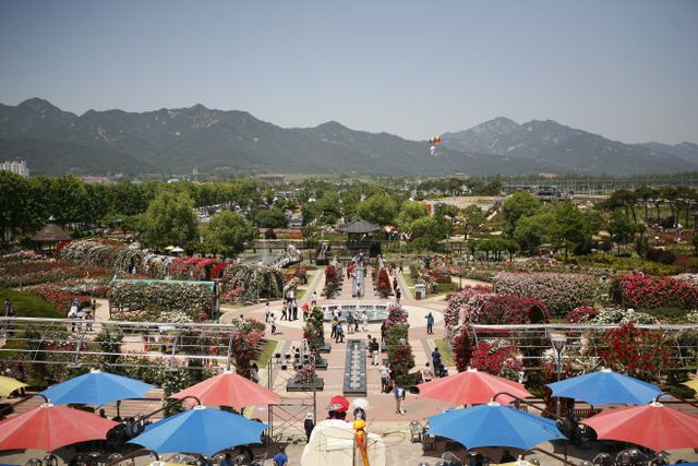 사본 -[코레일관광개발] 곡성장미축제 전경