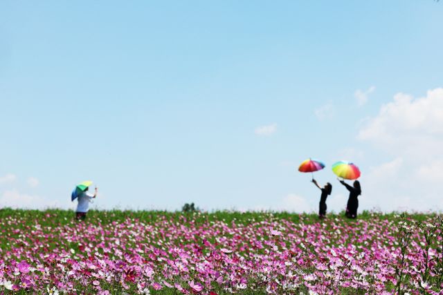 파란 하늘과 코스모스<YONHAP NO-4303>