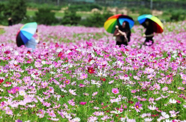 초여름에 만나는 가을<YONHAP NO-4295>