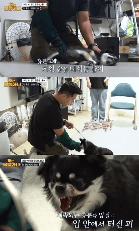 &nbsp;KBS&nbsp;2TV&nbsp;'개는&nbsp;훌륭하다‘