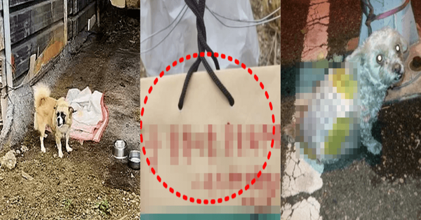 동물보호연대 SNS 갈무리