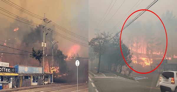 강릉 산불 현장