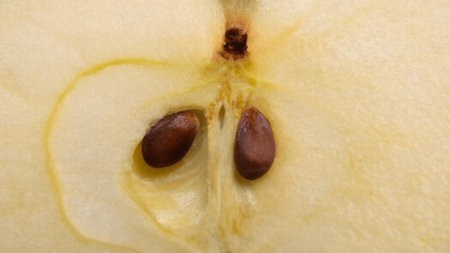 사진=게티이미지뱅크 사과씨 갈무리