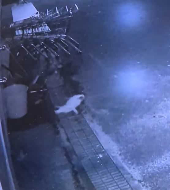 지난 4일 충남 천안에서 한 남성에게 폭행을 당해 다리가 골절된 고양이가 필사적으로 도망치고 있다. (사진=동물보호단체 '동아이' 인스타그램 캡처) *재판매 및 DB 금지 / 사진 = 뉴시스